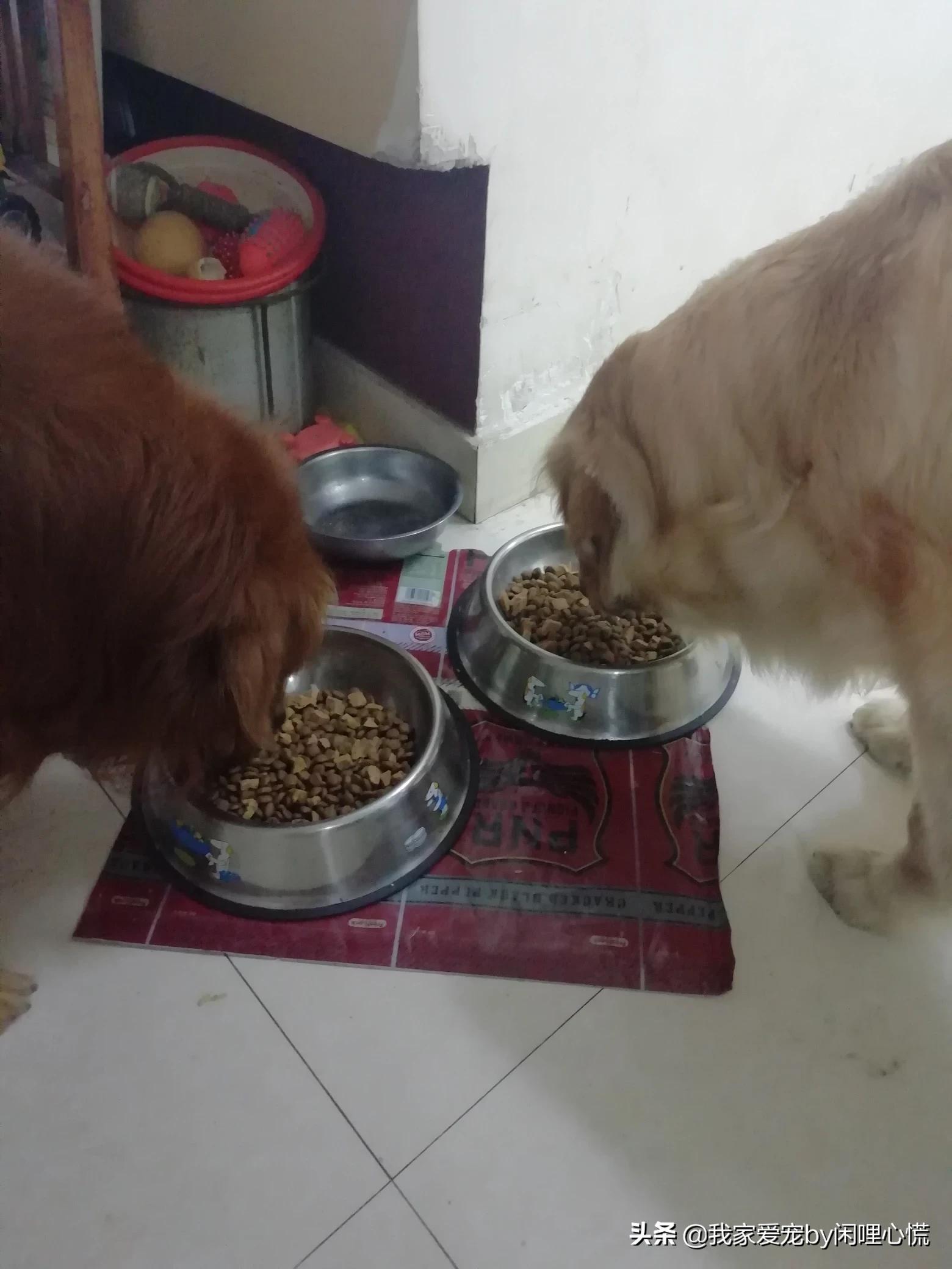 狗狗靠捡瓶存款过万,今天捡了只小狗，这种小狗吃什么东西？怎么养？