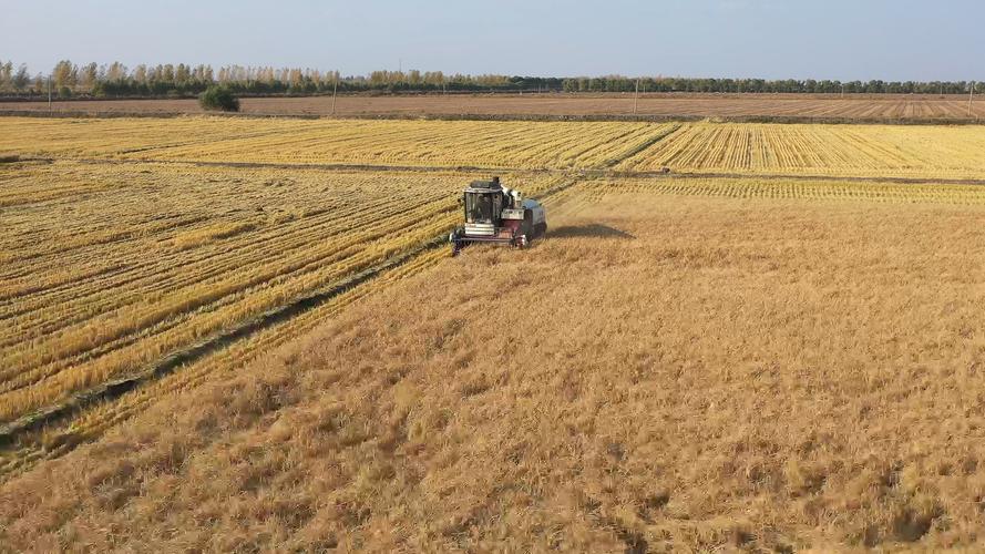 温州超级水稻2.1米高,温州哪里可以割稻谷?