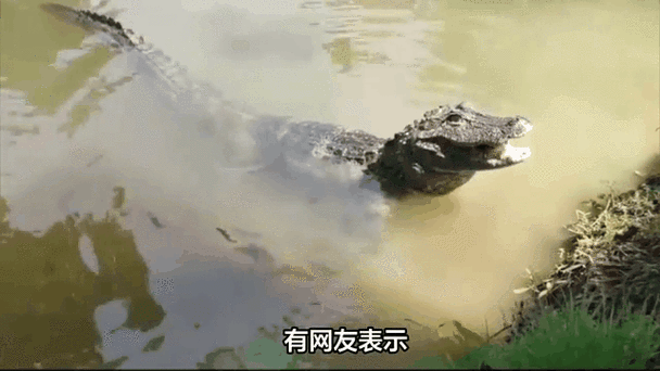 钓到鳄鱼拎进派出所,钓鱼钓到鳄鱼