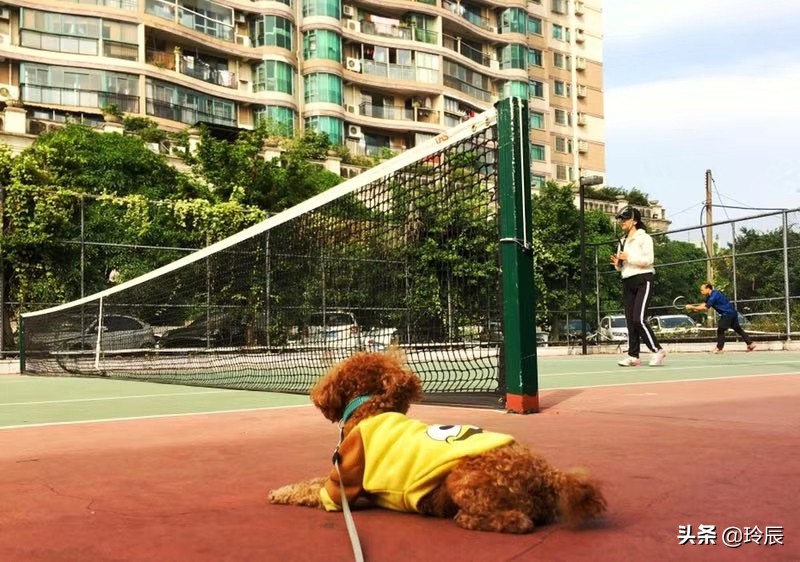 狗狗靠捡瓶存款过万,骑行路上因捡一条小狗粉丝和播放量狂涨，大家怎么看？