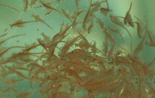 新疆沙漠盐水丰年虾,在家里怎么养丰年虾？