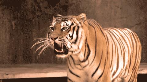 在动物园被老虎咬伤,在动物园被老虎咬伤怎么办