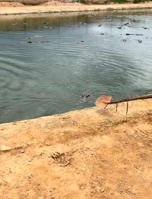 钓到鳄鱼拎进派出所,逆转人生怎么钓到鳄鱼?