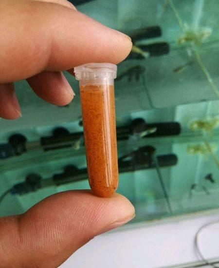 新疆沙漠盐水丰年虾,孵化丰年虾需要放百分之多少的盐? 新疆沙漠盐水丰年虾,孵化丰年虾需要放百分之多少的盐?