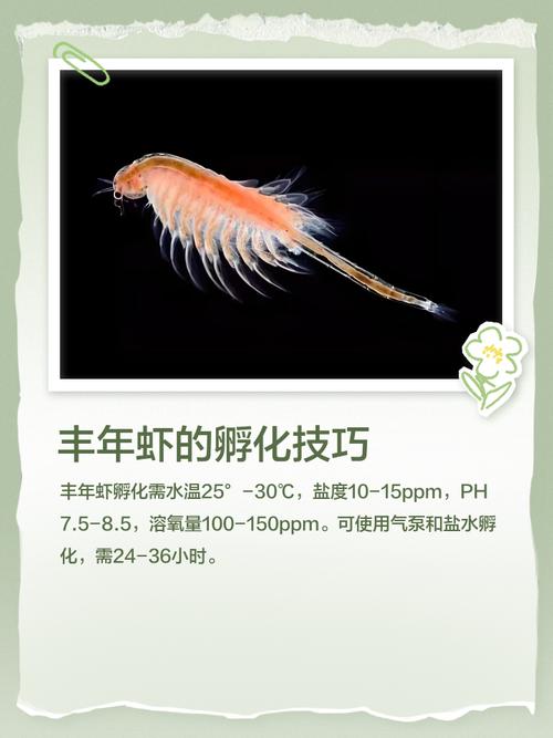 新疆沙漠盐水丰年虾,丰年虫在淡水中能活多长时间?