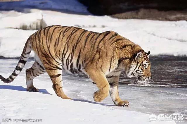 在动物园被老虎咬伤,老虎能咬动龟壳吗？