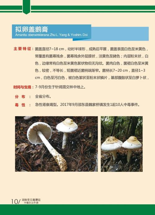 游客采食蘑菇中毒,游客采食蘑菇中毒怎么处理