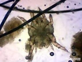 上万蜜蜂进家里筑巢,蜜蜂进家里筑巢好吗 上万蜜蜂进家里筑巢,蜜蜂进家里筑巢好吗