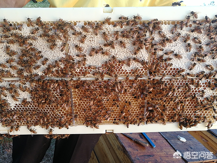 儿童遭蜂群蜇伤身亡,儿童遭蜂群蜇伤身亡怎么办