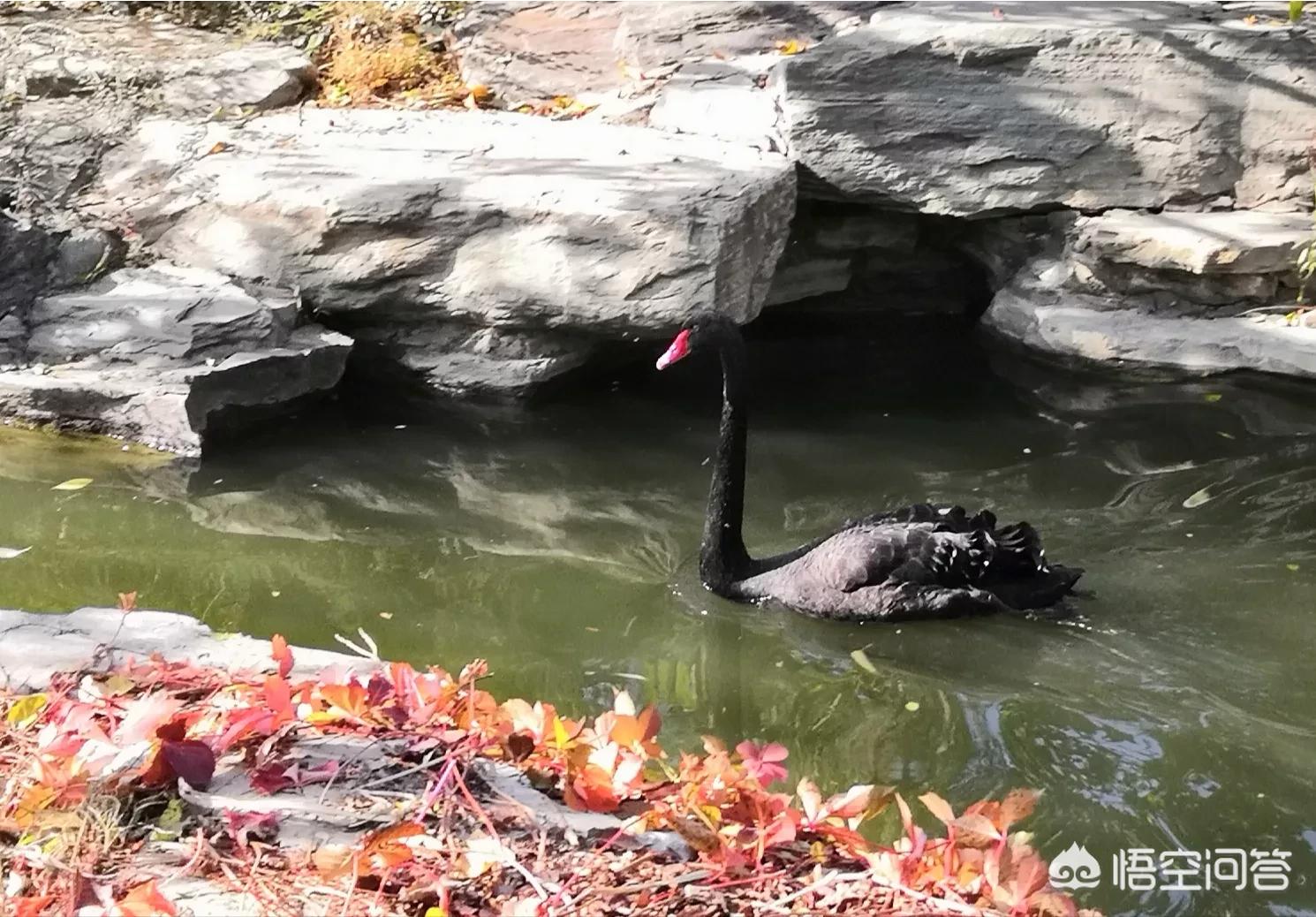 德国候选人接连离世,德国铁娘子要“隐退”，“巴西特朗普”逆袭上位，这个世界要变天了吗？