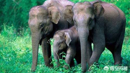 一月2次袭击中国游客,对游客的攻击言论该如何处理？