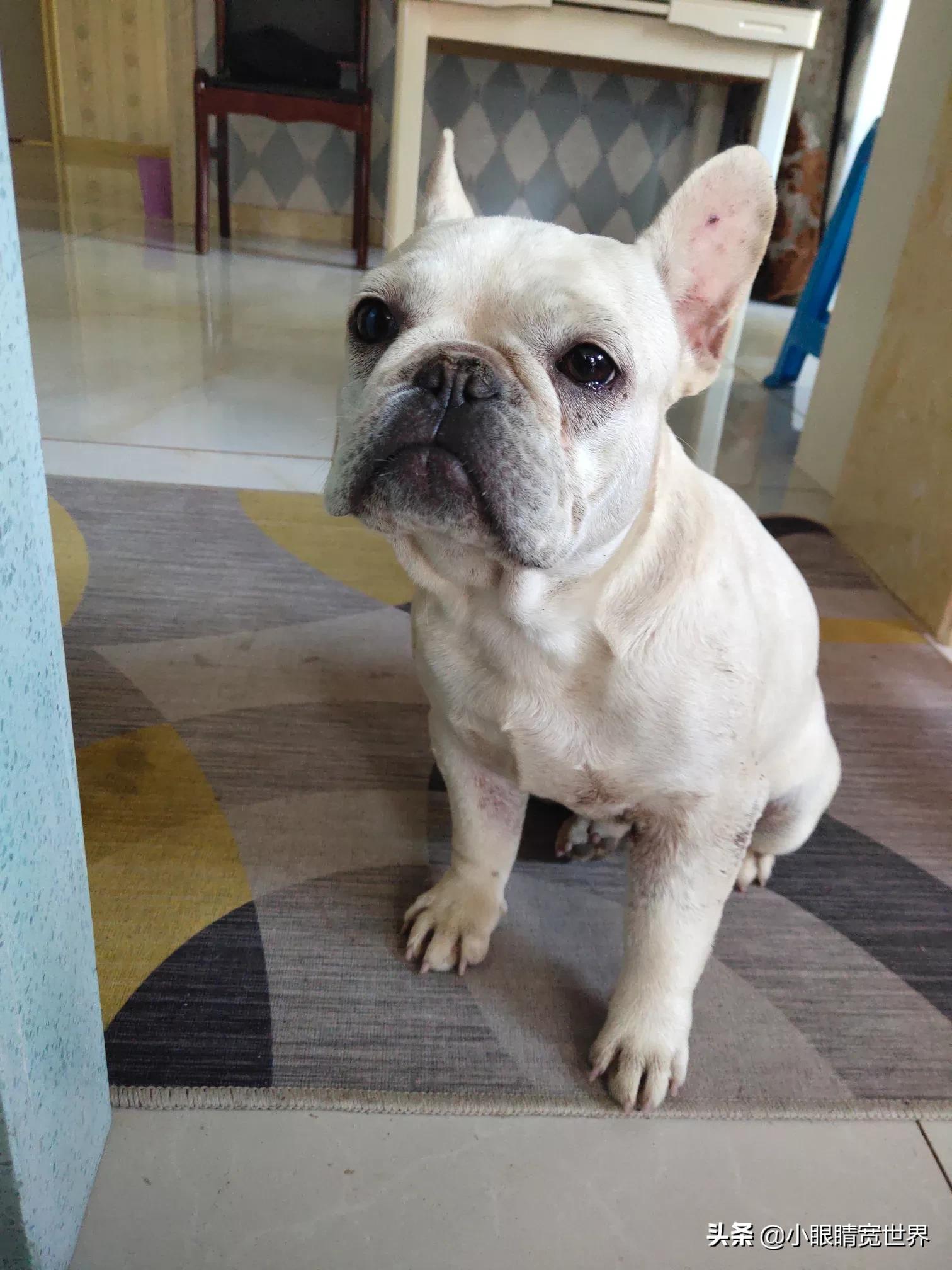 小狗被困宠物店死亡,狗狗在宠物店寄养期间,狗主人隐瞒狗狗有病狗狗死亡,责任谁担? 小狗被困宠物店死亡,狗狗在宠物店寄养期间,狗主人隐瞒狗狗有病狗狗死亡,责任谁担?