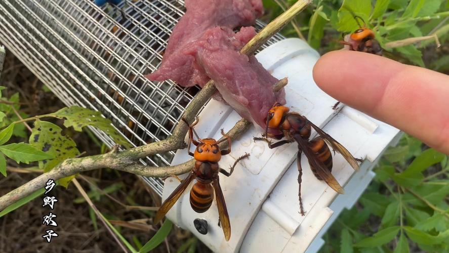 无人机马蜂空中大战,为什么马蜂会袭击无人机?