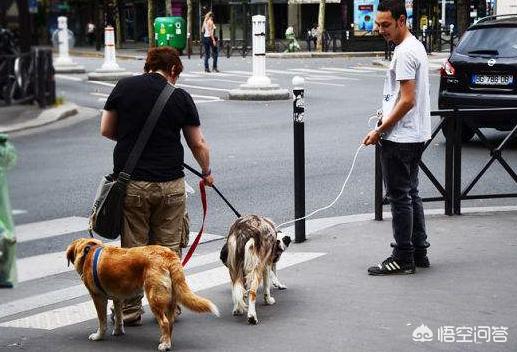 骑车被狗撞倒身亡,骑电动车被狗撞倒了是好事还是坏事？