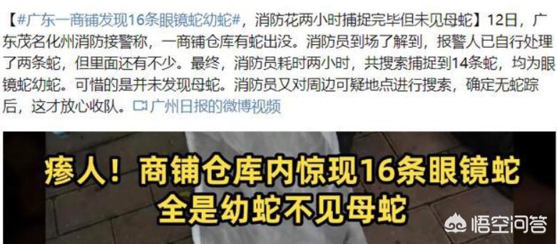 广东一小区蛇群泛滥,广东过山峰蛇那地方多？