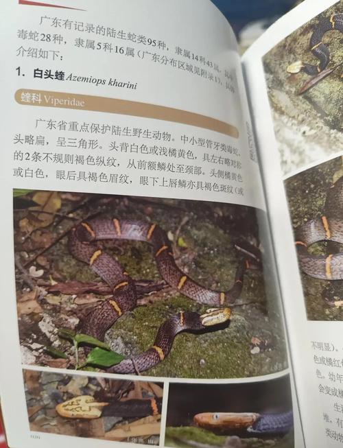 广东一小区蛇群泛滥,广东蛇多吗?