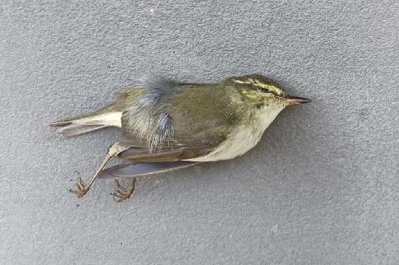 小鸟频撞死在玻璃墙,小鸟撞玻璃死了是何征兆