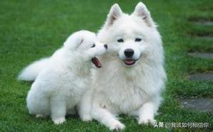 小鸟频撞死在玻璃墙,小鸟撞玻璃死了是何征兆 小鸟频撞死在玻璃墙,小鸟撞玻璃死了是何征兆