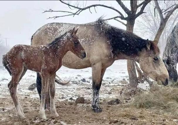 游客自驾撞死6匹马,在草原旅游自驾途中撞到动物怎么办,要如何赔偿?