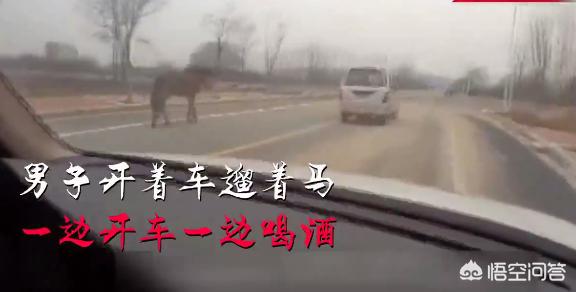 游客自驾撞死6匹马,公路上撞死马谁的责任? 游客自驾撞死6匹马,公路上撞死马谁的责任?