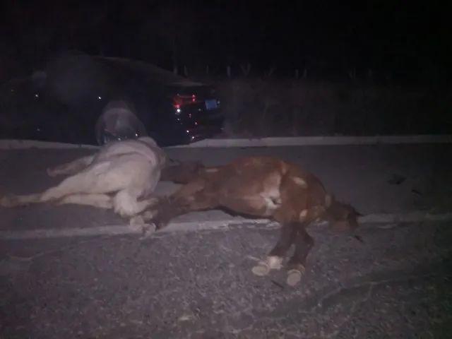 游客自驾撞死6匹马,马跑的快还是汽车跑的快?