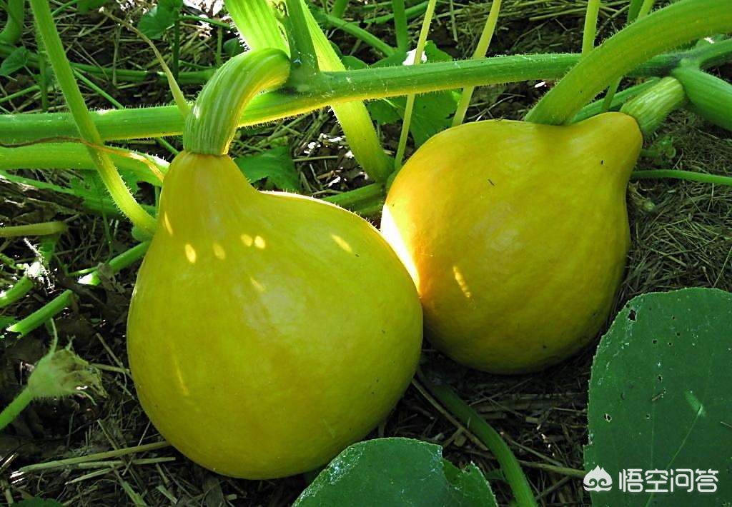 女子发现东西瓜,中国是富产瓜果的国度。为什么有叫东、南、西瓜的，却没有叫北瓜呢？