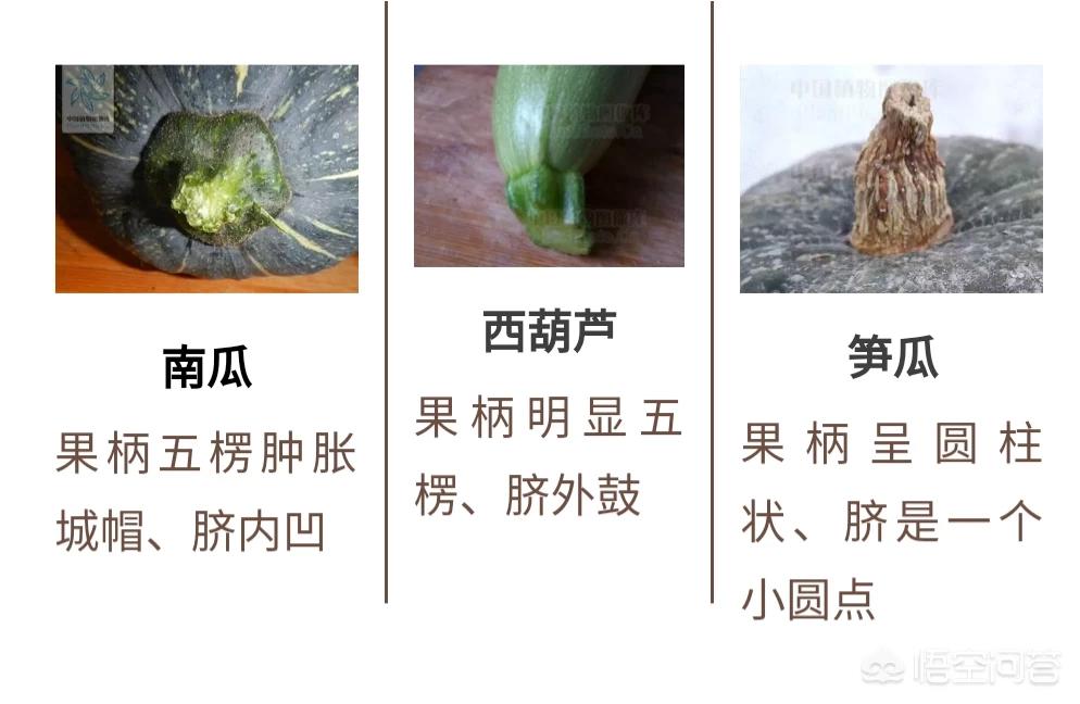 女子发现东西瓜,“东边吃冬瓜，南边吃南瓜，西边吃西瓜”，北边是什么瓜？