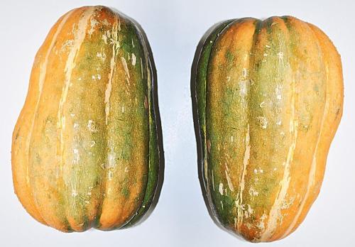 女子发现东西瓜,冬（东）瓜，西瓜，南瓜，为啥没有北瓜？