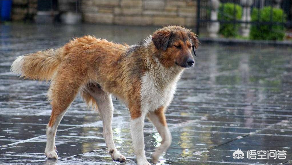 2岁女童失踪超10天,狗狗失踪两个月还能找回来吗？