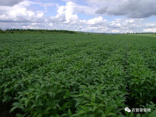 人工智能公司被处罚,人工牧草地种农作物违法怎么处罚?