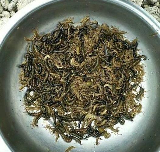 湖南湘西现金色虫子,湘西虫子多吗