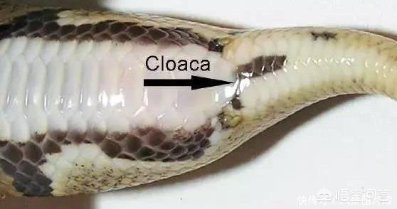 一20斤蟒蛇生吞牛犊,蟒蛇一口吞下50斤重牛犊