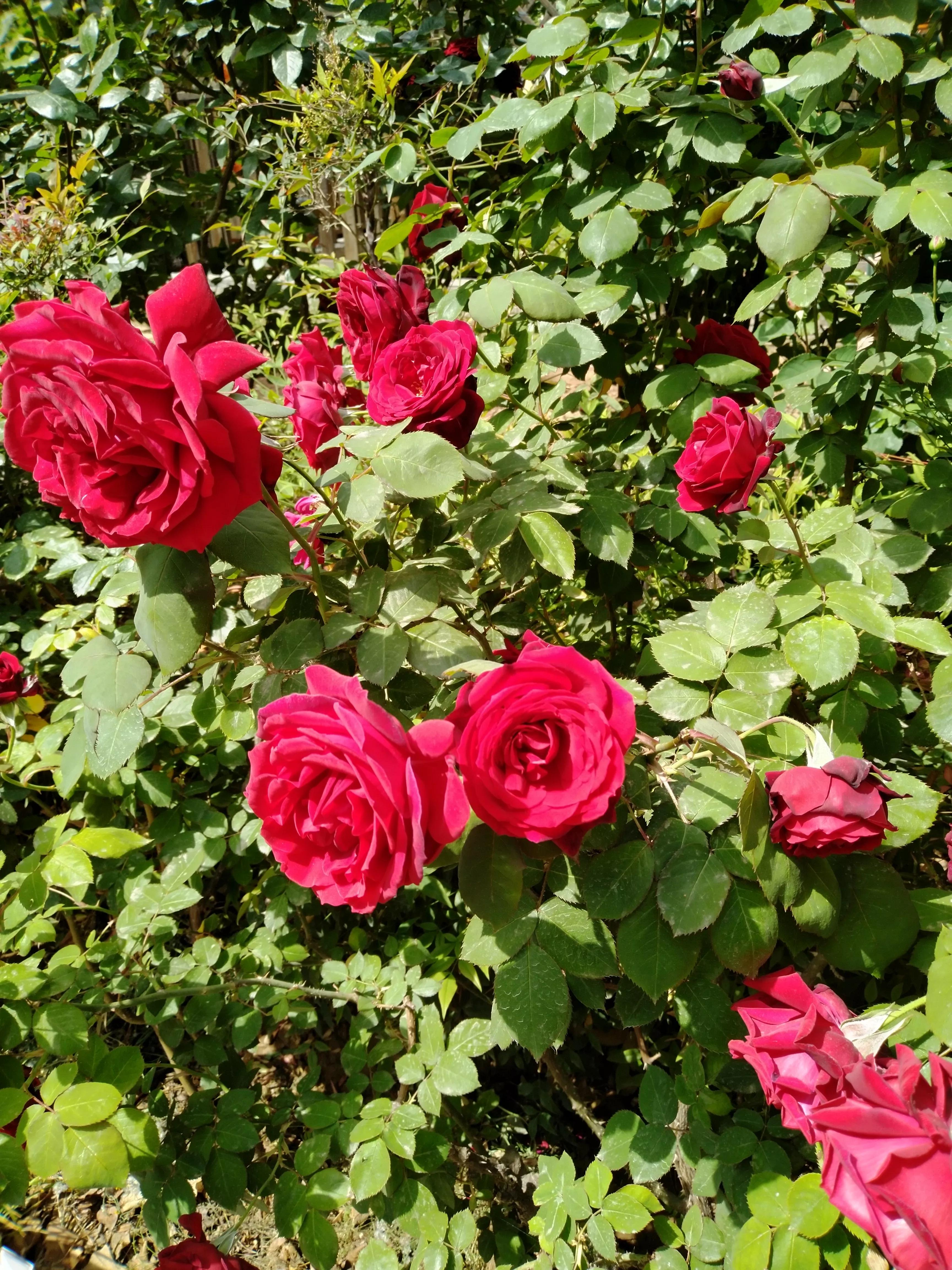 退休老师成了香饽饽 ,退休的老师