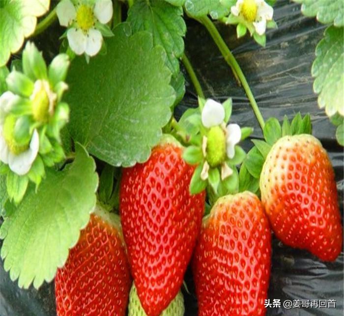 宝宝被蝮蛇咬伤,宝宝被蝮蛇咬伤怎么办