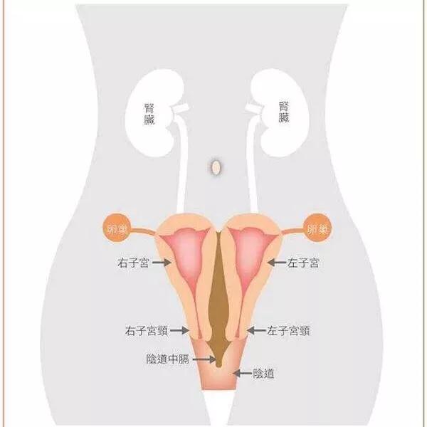 双子宫女子怀孕,双子宫怀孕怎么办? 双子宫女子怀孕,双子宫怀孕怎么办?