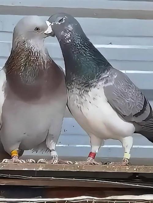 大量鸽子发抖吐白沫,鸽子浑身发抖怎么回事?