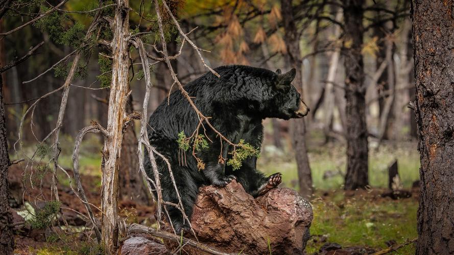 黑熊超市咬人被击毙,围绕夏天,森林超市,小黑熊写作文?