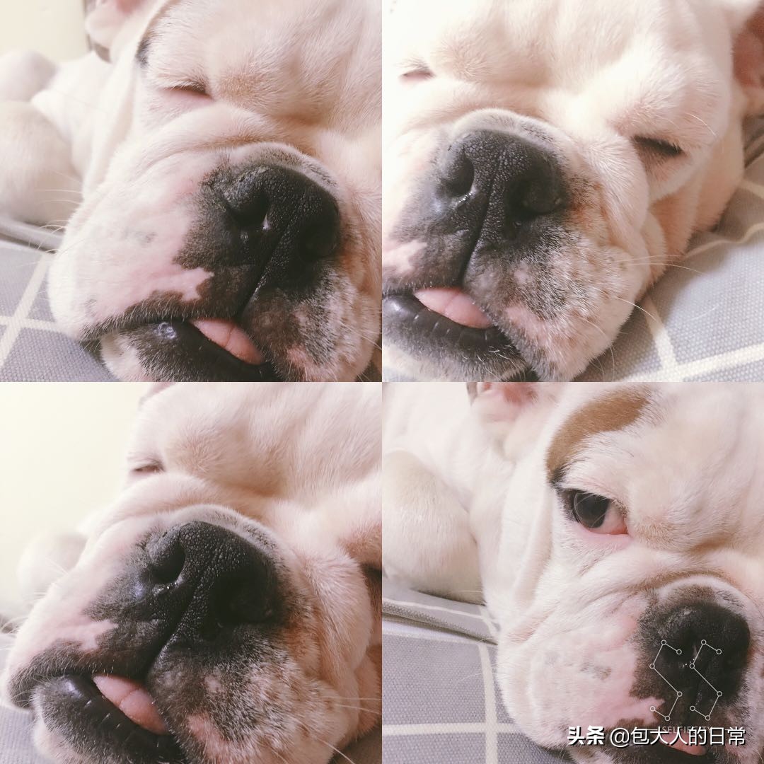 老人因未拴绳犬摔伤,老人因未拴绳犬摔伤怎么赔偿