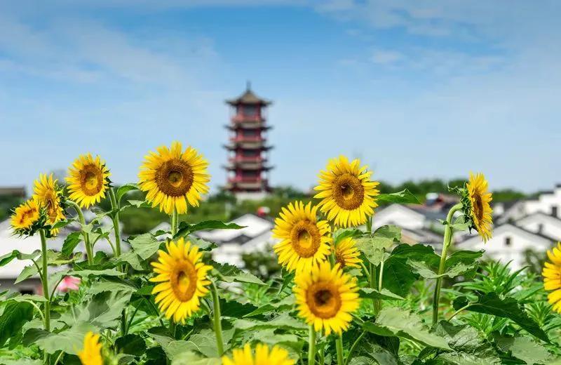 新闻主播为啥戴假发,新闻主播为啥戴假发呢