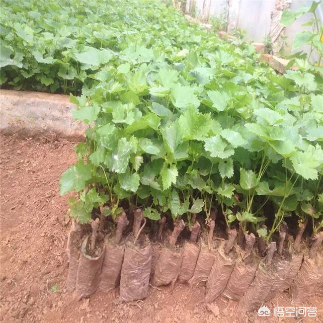 中方回应朝不无核化,中国承诺不对无核国家