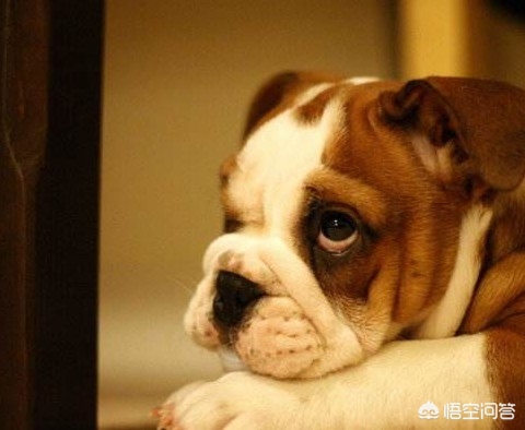 室内动物园动物呆滞,室内动物园贴吧