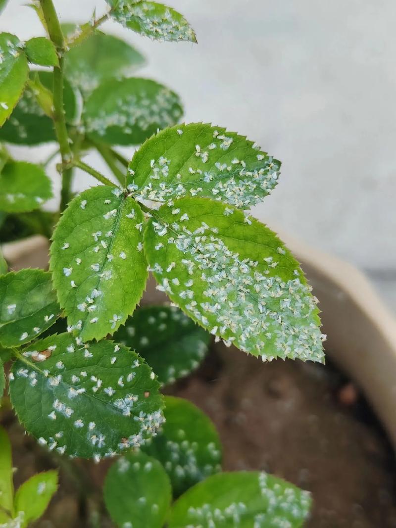 内蒙古满天飞虫,内蒙古满天飞虫原因