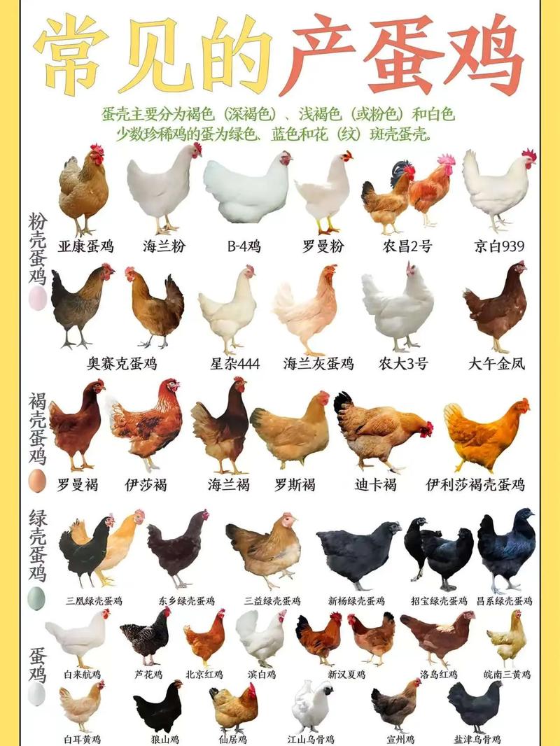 我国每年吃70亿只鸡,七只鸡七天下七个蛋70只母鸡70天下多少只蛋?