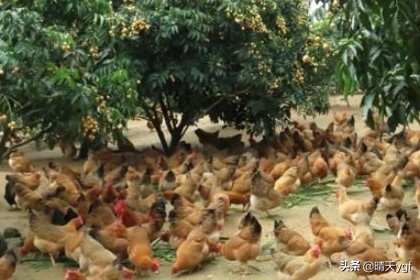 我国每年吃70亿只鸡,笼子里有鸡和兔共25只,总共有70条腿,问鸡和兔个有几只？