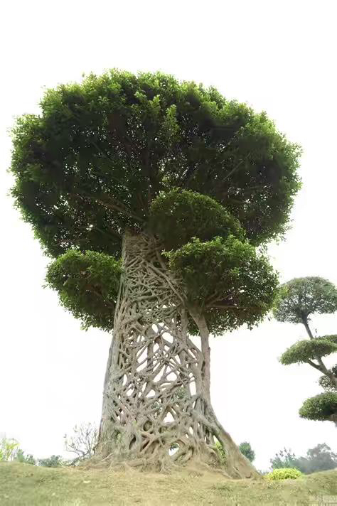 男子台风天被树砸伤,男子台风天被树砸伤视频