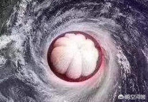 男子台风天被树砸伤,台风天气，风吹倒大树压坏了汽车，能报保险理赔吗？