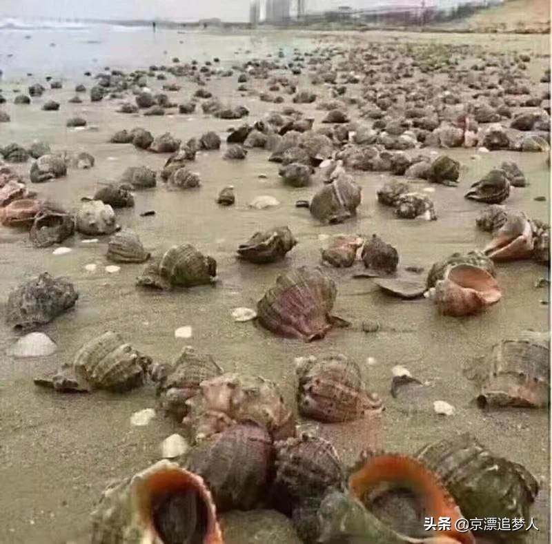 台风后海边海鲜遍地,台风过后青岛海滩上全是海鲜,民众一铲一麻袋, 你怎么看? 台风后海边海鲜遍地,台风过后青岛海滩上全是海鲜,民众一铲一麻袋, 你怎么看?