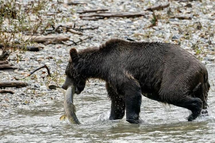 孕妇遭黑熊袭击,卡兰熊是孕妇专用吗?