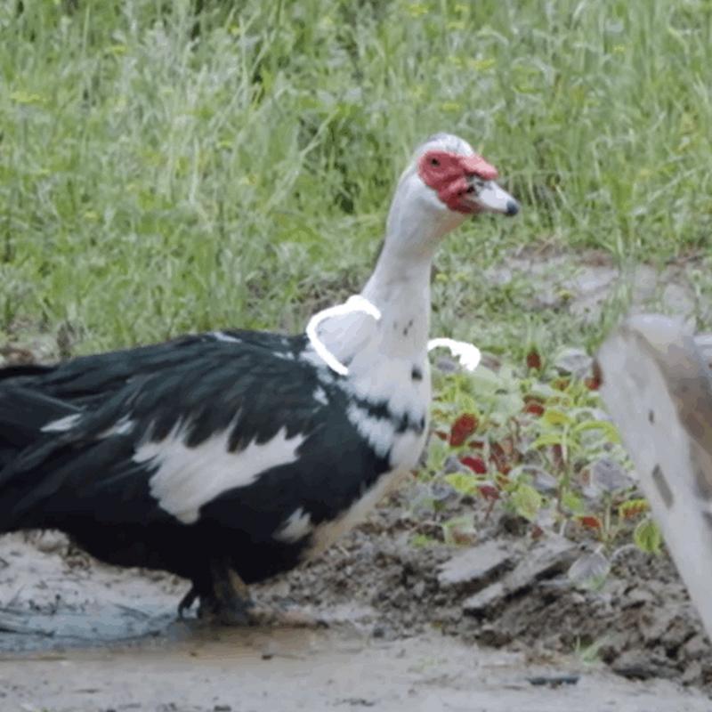 向往的生活彩灯去世,向往的生活彩灯被谁领养了