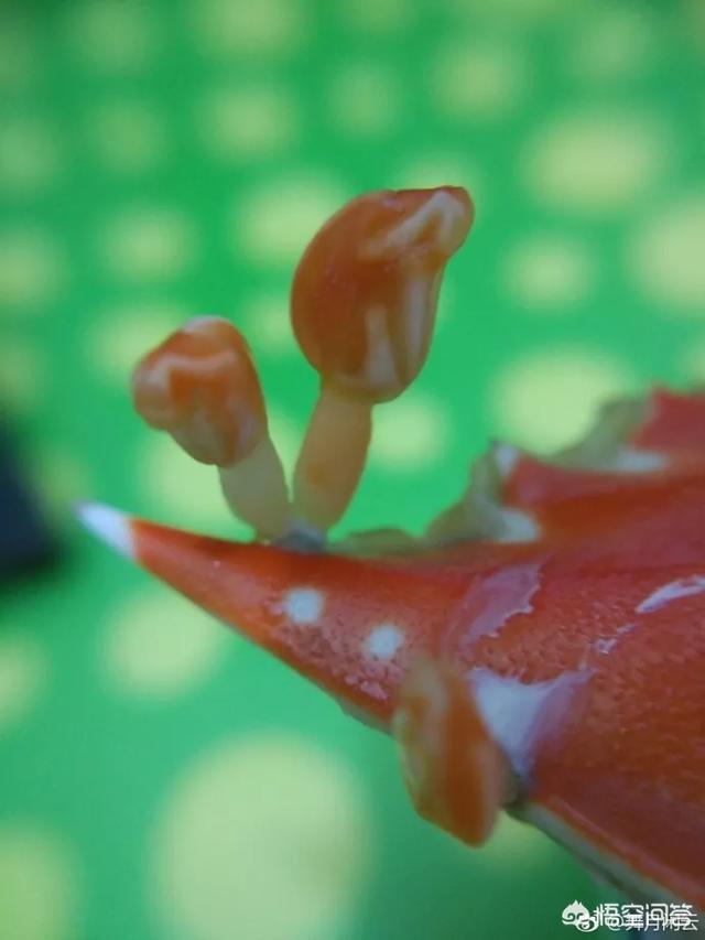 天津出现捡螃蟹大军,天津有吃螃蟹好的地方吗？